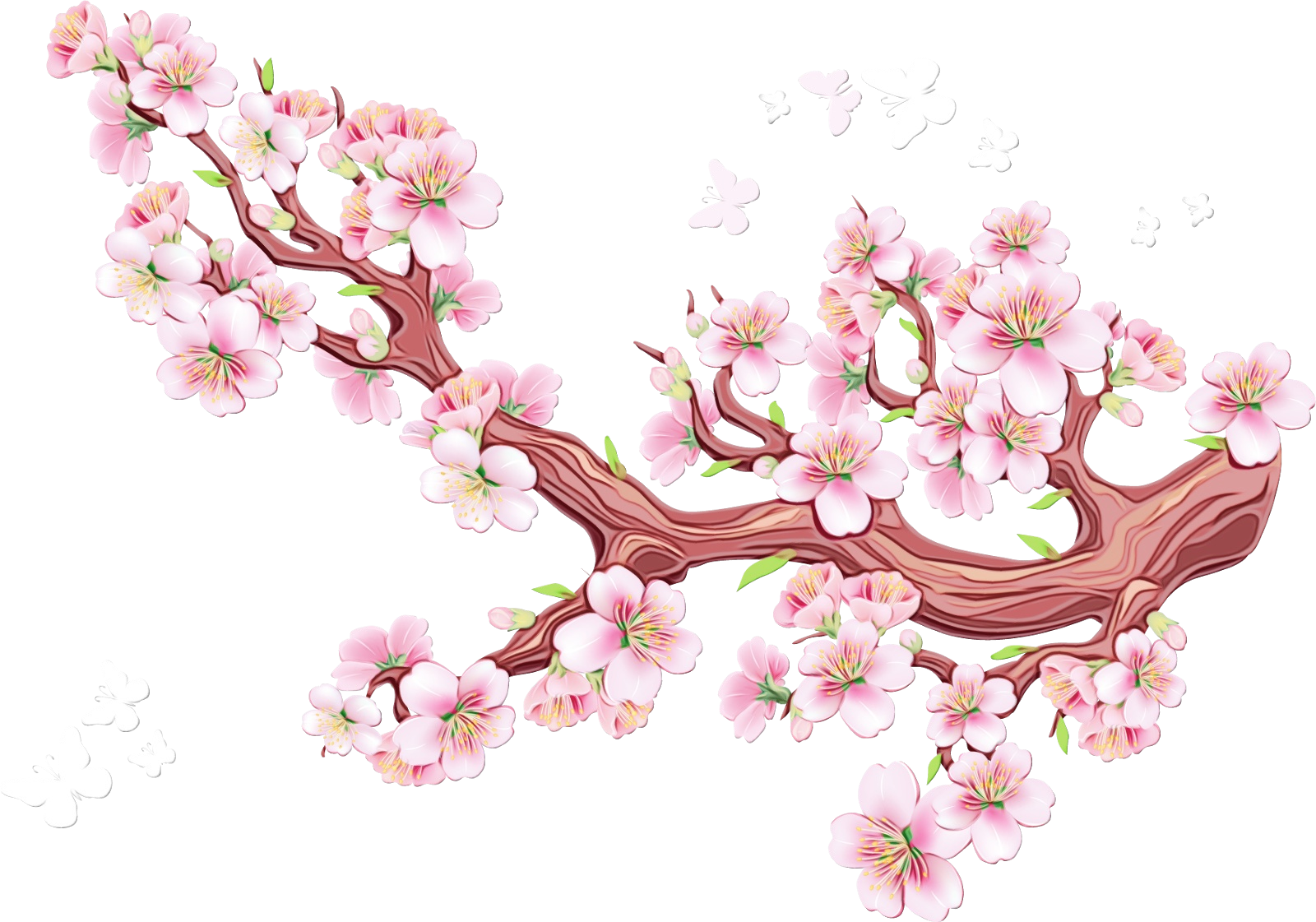 Cherry Blossom